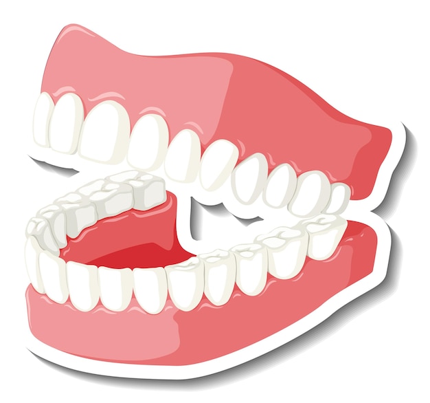 Teeth with gum model on white background