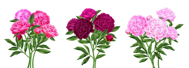 Free Vector three beautiful pink peony bouquets realistic compositions set isolated vector illustration