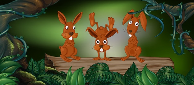 Three brown rabbits in forest