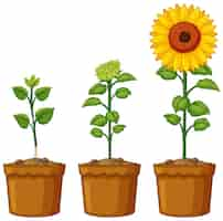 Free vector three pots of sunflower plants