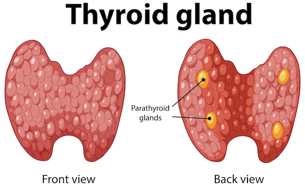 Free Vector thyroid gland anatomy illustration