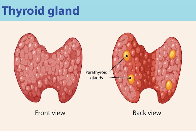 Thyroid and Parathyroid Glands Illustration