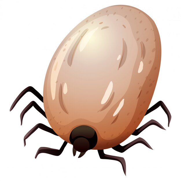 Tick concept white background