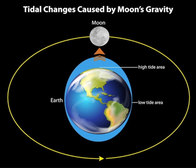 Tidal movements on Earth