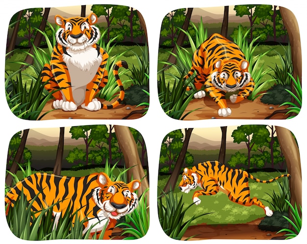 Tiger living in the jungle illustration