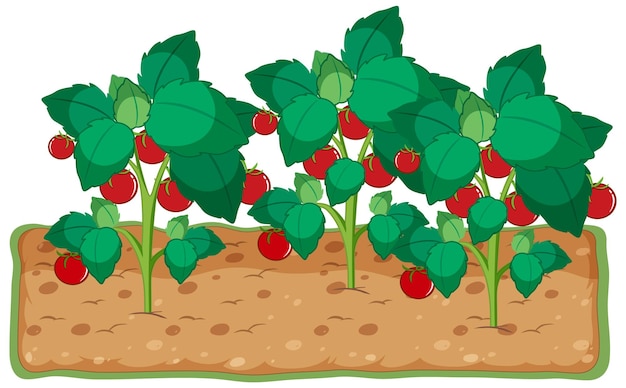 Free Vector tomato plant growing with soil cartoon