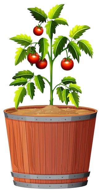 A tomato plant in the pot