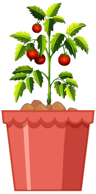 Tomatoes plant in red pot isolated on white background