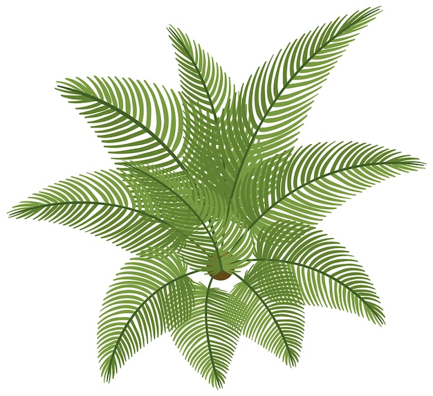 Free Vector top view of cycad isolated on white background