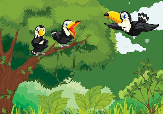 Free vector toucans in the jungle