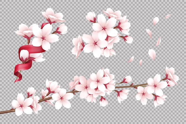 Transparent realistic blooming cherry flowers and petals illustration