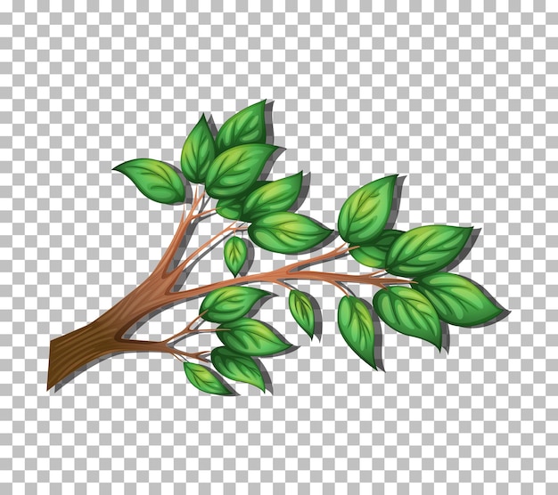 Tree branch on transparent background