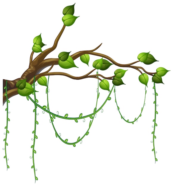 Free vector tree branch with liana isolated