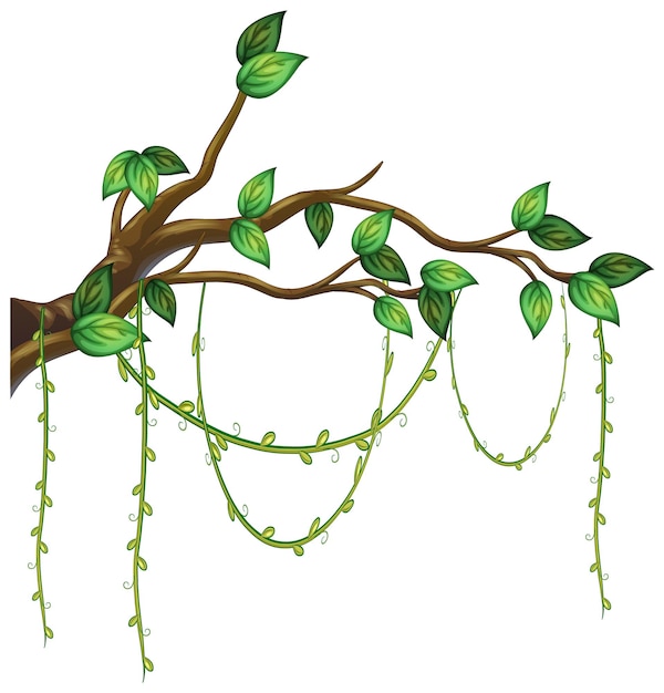 Free vector tree branch with liana isolated