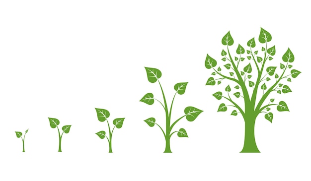 Tree growth vector diagram. Green tree growth, nature leaf growth, plant growh illustration