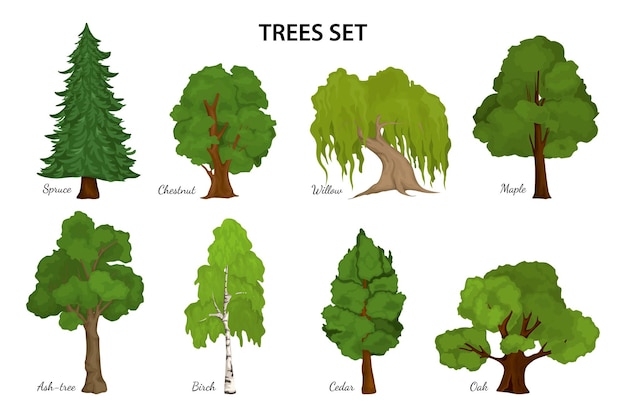 Free Vector tree species diagram composition