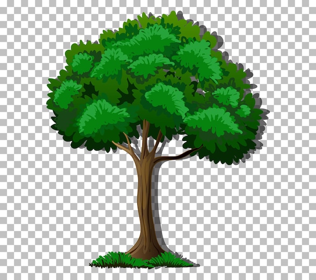 A tree with green leaves on transparent background