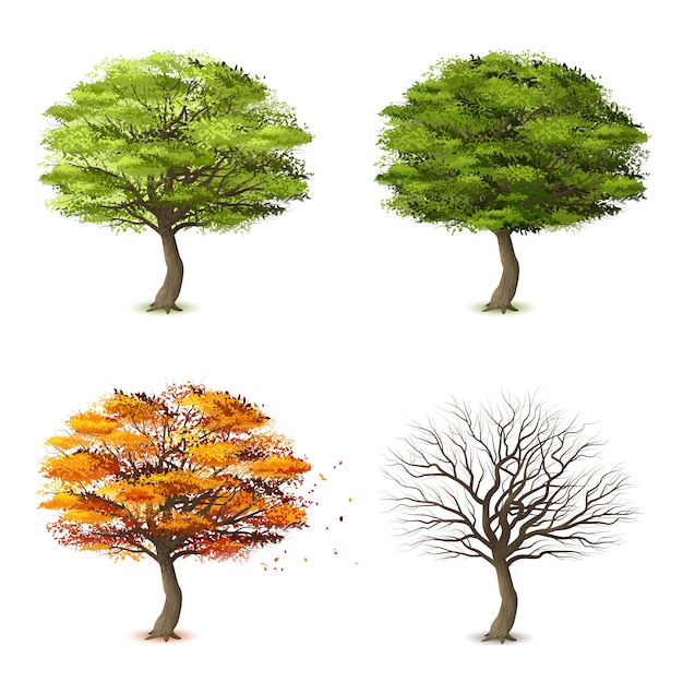 Trees in four seasons