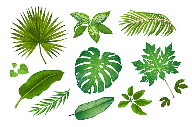 Tropic leaves in cartoon style illustrations set