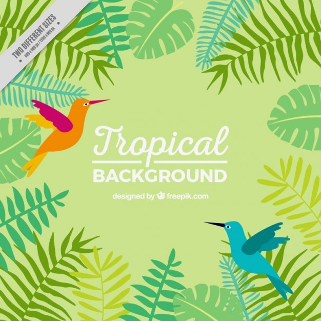 Free vector tropical background with exotic birds