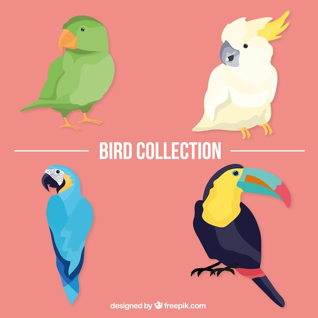 Free vector tropical birds pack