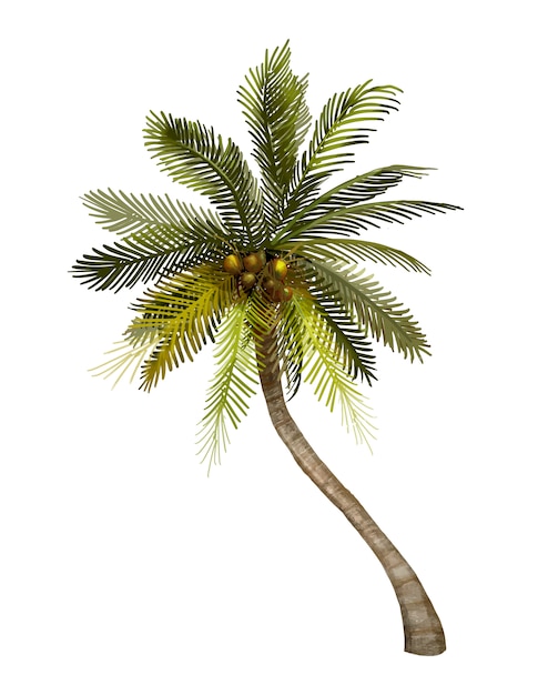 Free vector tropical coconut palm tree illustration