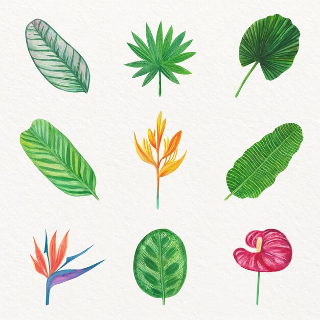 Tropical flower and leaf collection