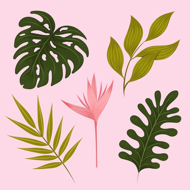 Free Vector tropical flower and leaf collection