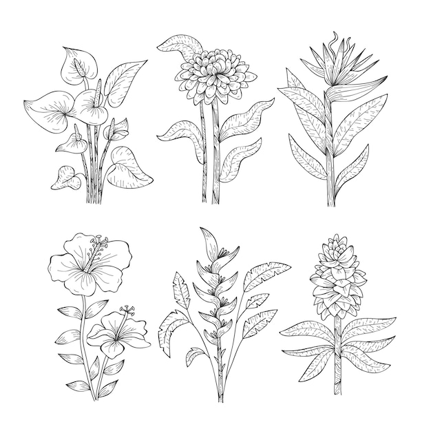 Tropical flower and leaf collection