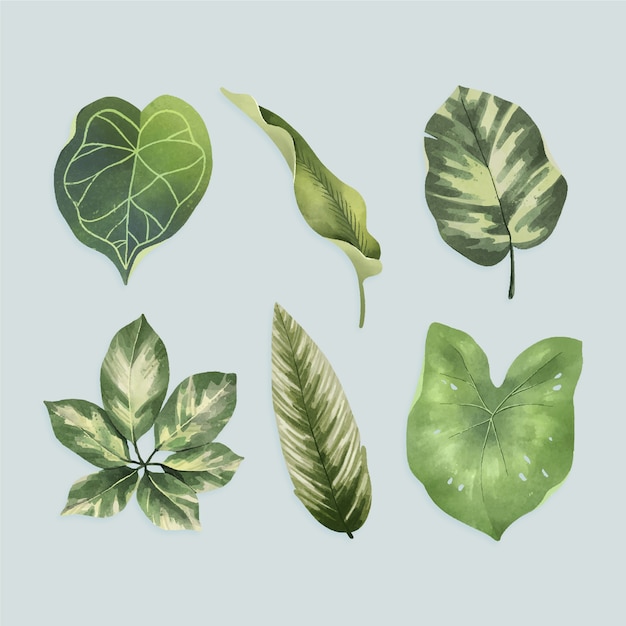 Tropical flower and leaf collection