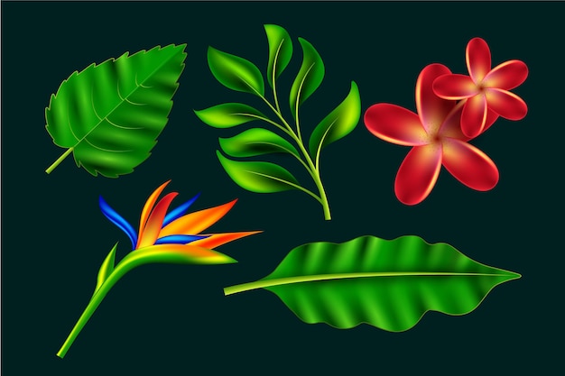 Tropical flower and leaf collection