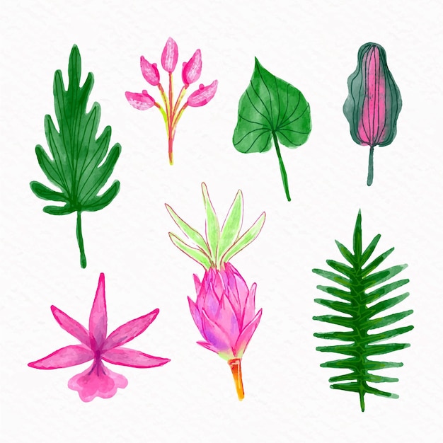 Free Vector tropical flower and leaf collection