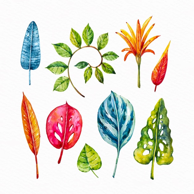 Free Vector tropical flower and leaf collection