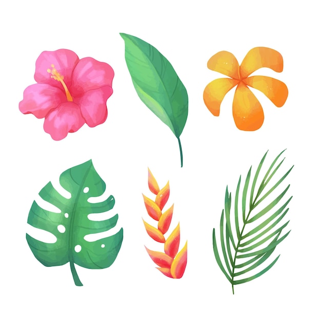 Tropical flower and leaf collection