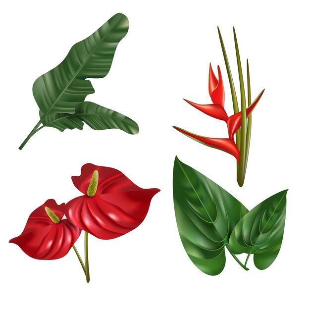 Tropical flower and leaf collection