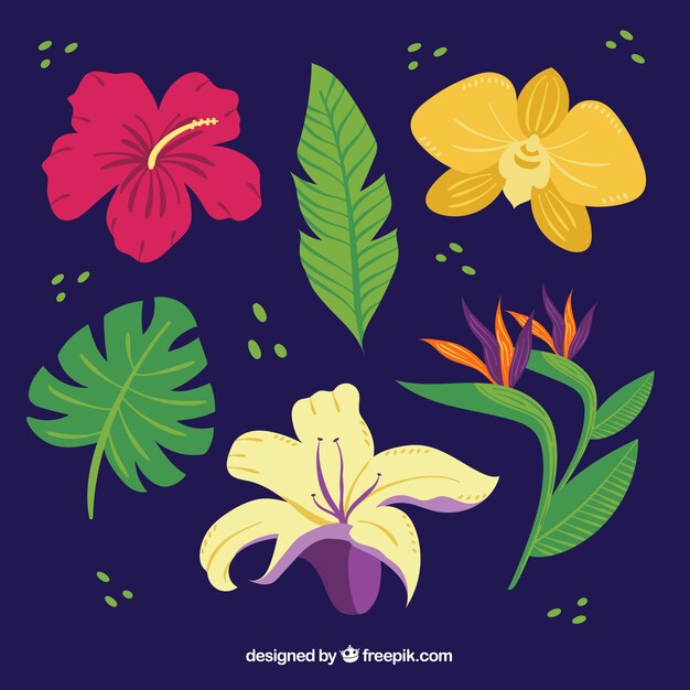 Tropical flowers collection in different colors