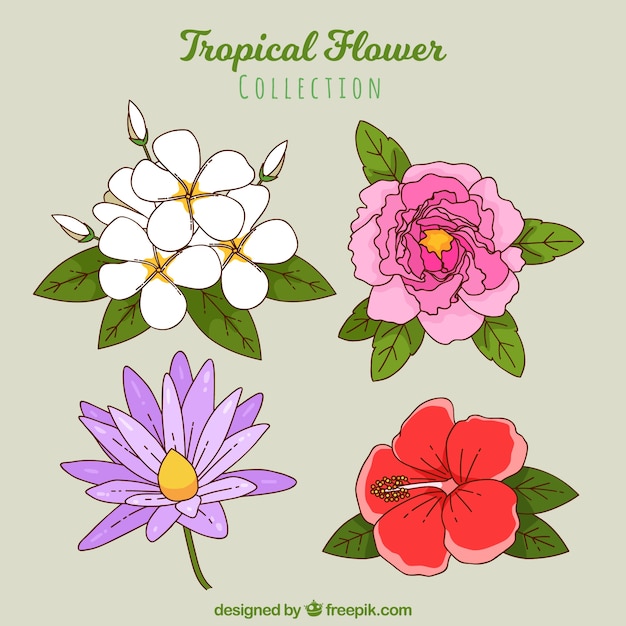 Tropical flowers collection in hand drawn style