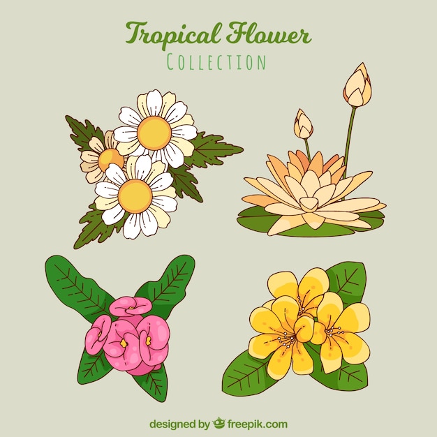 Tropical flowers collection in hand drawn style