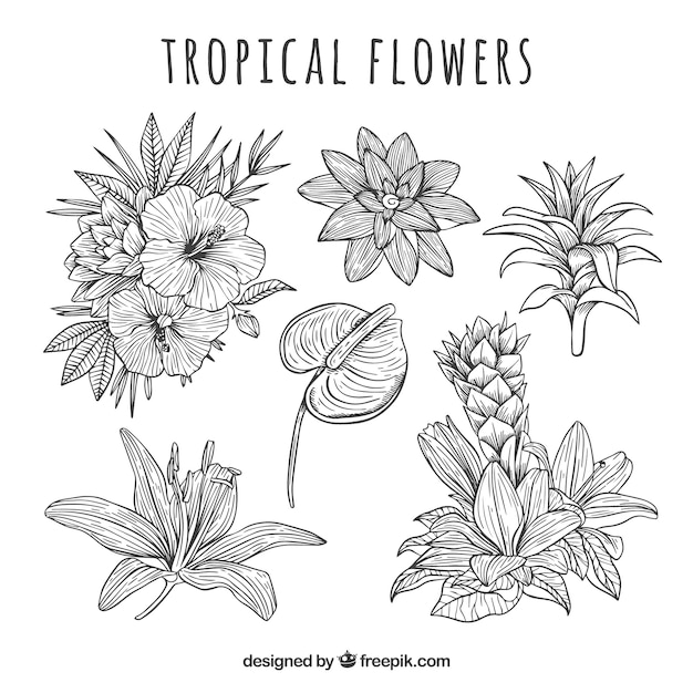 Tropical flowers collection in hand drawn style