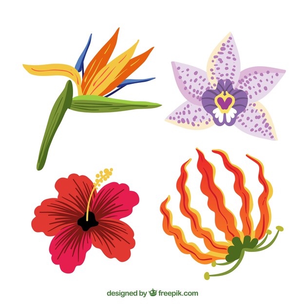 Tropical flowers collection in warm colors