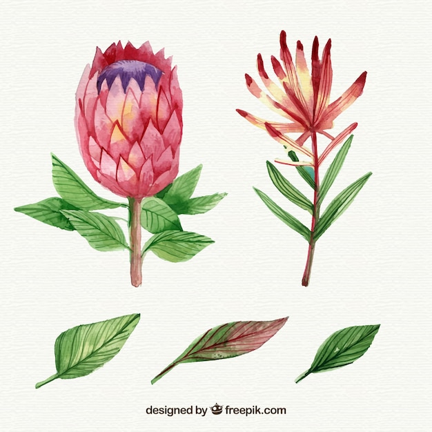 Tropical flowers collection in watercolor style