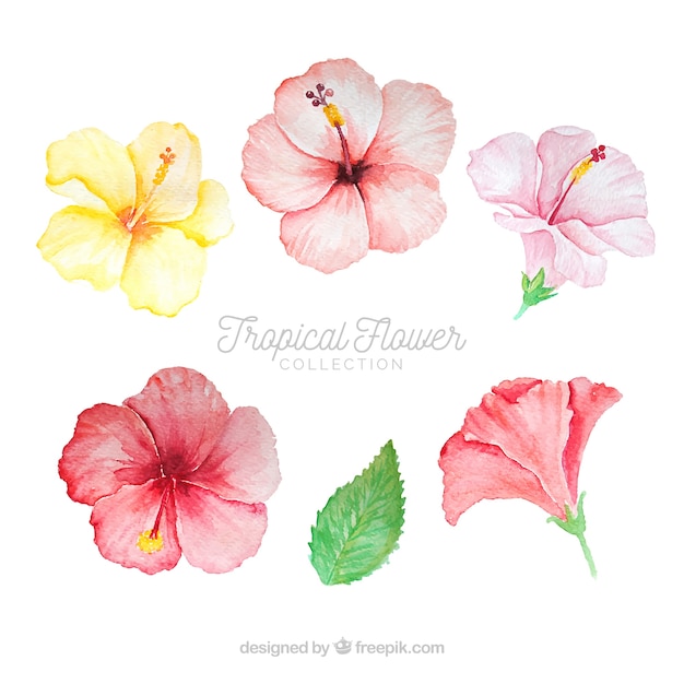 Tropical flowers collection in watercolor style