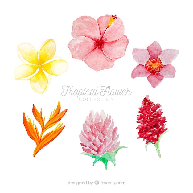 Tropical flowers collection in watercolor style