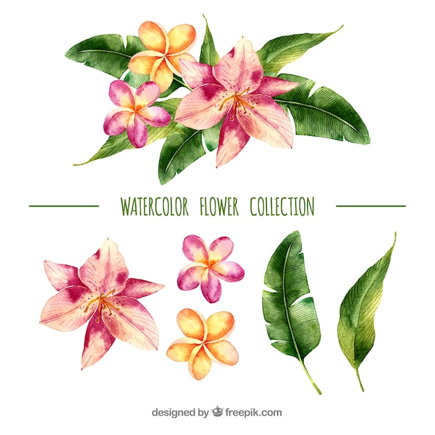 Tropical flowers collection in watercolor style