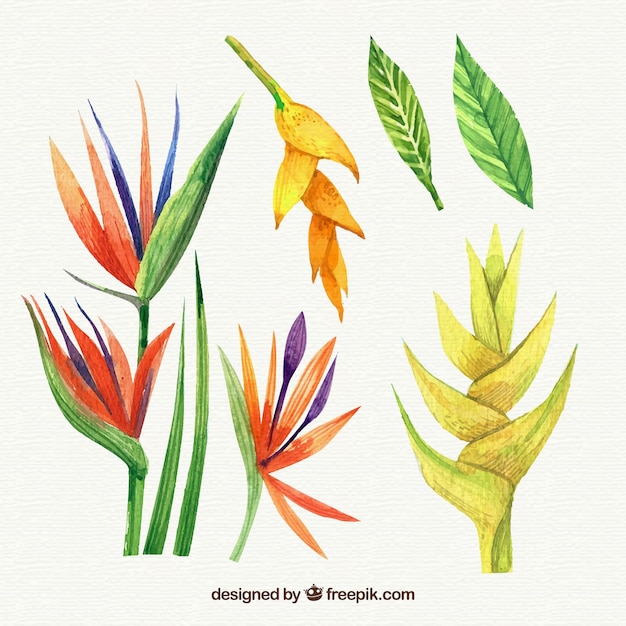 Tropical flowers collection in watercolor style