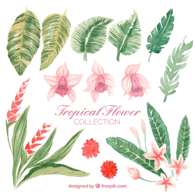 Tropical flowers collection in watercolor style