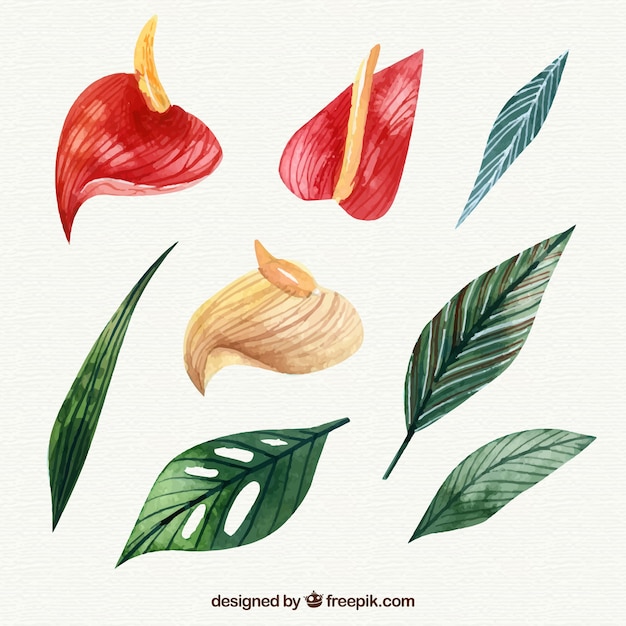 Free Vector tropical flowers collection in watercolor style