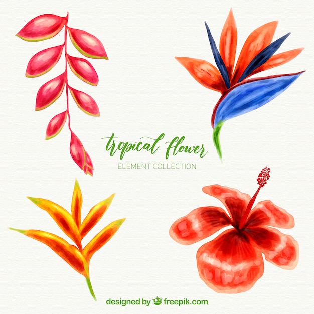 Free Vector tropical flowers collection with colorful watercolor