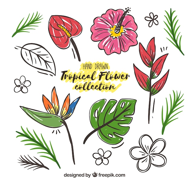 Tropical flowers collection with colors