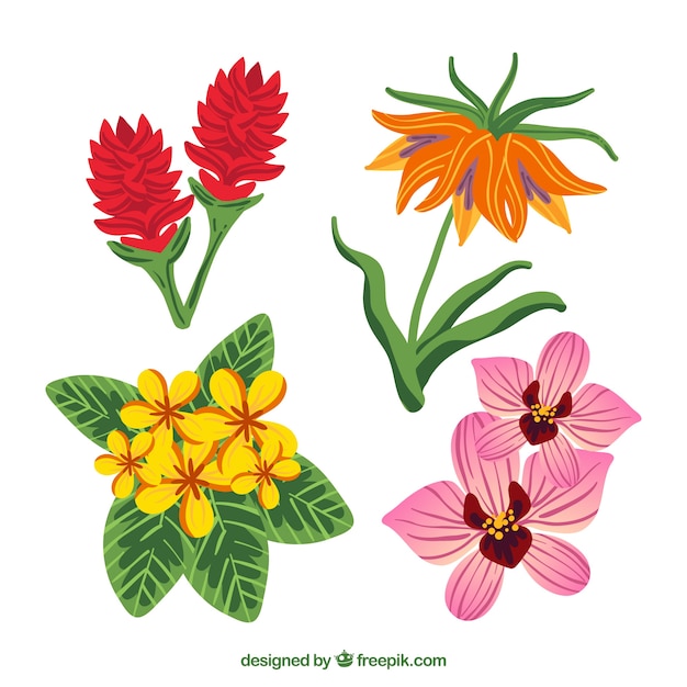 Tropical flowers collection with different colors